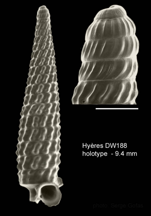 Trituba constricta Gofas, 2003Holotype (live-taken specimen) from Hyères seamount, 31°30.0'N - 28°59.5'W, 310 m, 'Seamount 2' DW188 (actual size 4.0 mm) Scale bar for protoconch 500 µm.