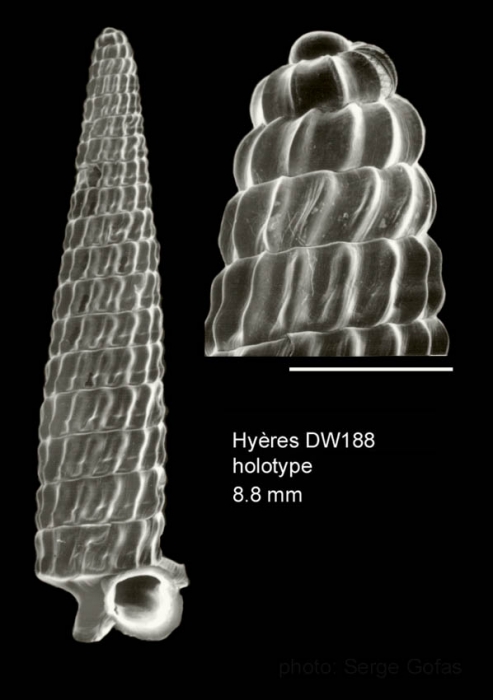 Trituba fallax Gofas, 2003Holotype (live-taken specimen) from Hyères seamount, 31°30.0'N - 28°59.5'W, 310 m, 'Seamount 2' DW188 (actual size 8.8 mm). Scale bar for protoconch 500 µm.