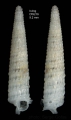 Mollusca (molluscs)