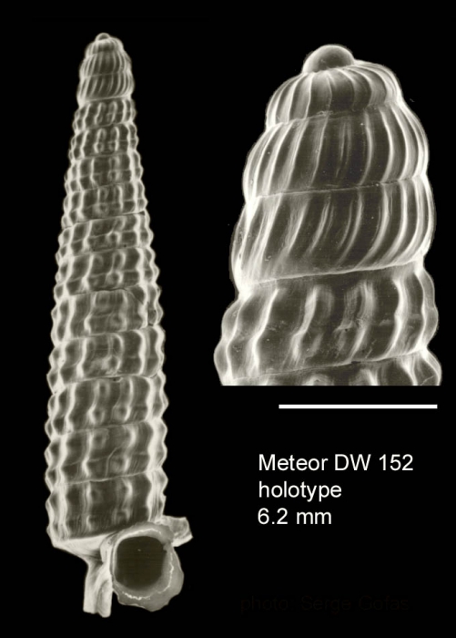 Trituba incredita Gofas, 2003Holotype (live-taken specimen) from Great Meteor seamount, 30°02.0'N - 28°22.1'W, 470 m, 'Seamount 2' DW152 (actual size 6.2 mm). Scale bar for protoconch 500 µm