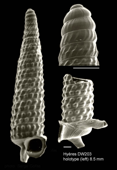 Trituba recurvata Gofas, 2003Holotype (shell and protoconch) and lateral view of a paratype from Hyères seamount, 31°09.5'N - 28°43.5'W, 845m, 'Seamount 2' DW203 (actual size of holotype 8.5 mm). Scale bars 500 µm. Trituba recurvata Gofas, 2003Holotype (shell and protoconch) and lateral view of a paratype from Hyères seamount, 31°09.5'N - 28°43.5'W, 845m, 'Seamount 2' DW203 (actual size of holotype 8.5 mm). Scale bars 500 µm.