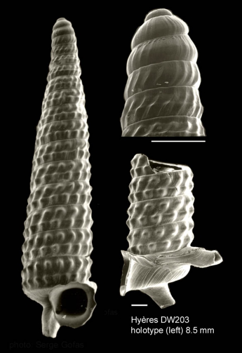 Trituba recurvata Gofas, 2003Holotype (shell and protoconch) and lateral view of a paratype from Hyères seamount, 31°09.5'N - 28°43.5'W, 845m, 'Seamount 2' DW203 (actual size of holotype 8.5 mm). Scale bars 500 µm.