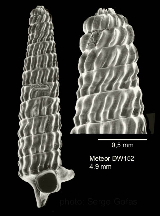 Trituba superstes (Bouchet & Fechter, 1981)Specimen from Great Meteor seamount, 30°02.0'N - 28°22.1'W, 470 m, 'Seamount 2' DW152 (actual size 4.9 mm). Scale bar for protoconch 500 µm. Trituba superstes (Bouchet & Fechter, 1981)Specimen from Great Meteor seamount, 30°02.0'N - 28°22.1'W, 470 m, 'Seamount 2' DW152 (actual size 4.9 mm). Scale bar for protoconch 500 µm.