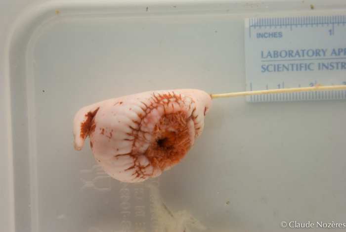 Stephanauge nexilis Stephanauge nexilis