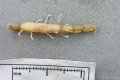 Crustacea (crustaceans)