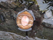 Amicula - underside of chiton