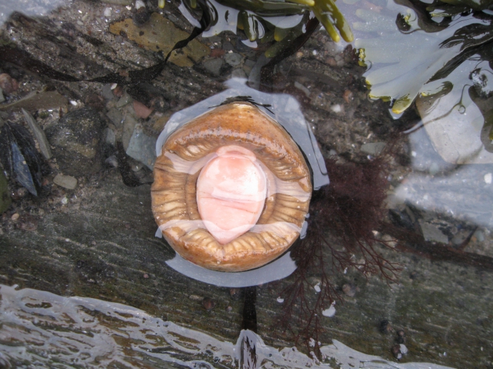 Amicula - underside of chiton