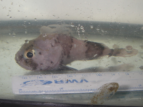 Cottunculus microps in aquarium