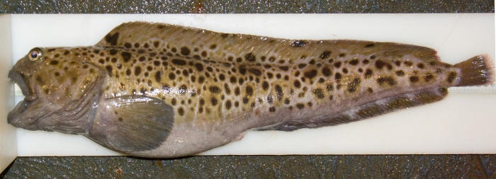Anarhichas minor, Spotted wolffish Anarhichas minor, Spotted wolffish