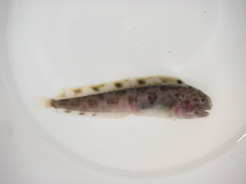 Anarhichas minor - juvenile spotted wolffish