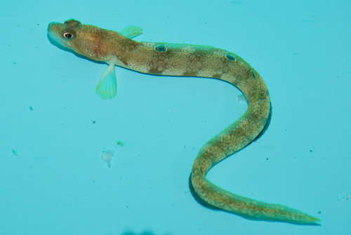 Gymnelus viridis