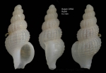 Chauvetia balgimae Gofas & Oliver, 2010Holotype (live-taken specimen) from off Rabat, Morocco, "Balgim" DR82 (33º45'N, 08º32'W, 355 m), actual size 6.3 mm