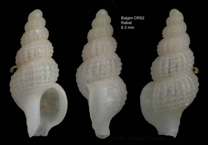Chauvetia balgimae Gofas & Oliver, 2010Holotype (live-taken specimen) from off Rabat, Morocco, "Balgim" DR82 (33�45'N, 08�32'W, 355 m), actual size 6.3 mm