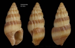 Chauvetia dentifera Gofas & Oliver, 2010Specimen from Sotogrande, Strait of Gibraltar, actual size 8.0 mm