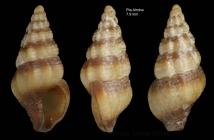 Chauvetia taeniata Gofas & Oliver, 2010Holotype (live-taken specimen) from off Punta Almina, Ceuta, Strait of Gibraltar (3554.1'N, 0516.5'W, 25-40 m), actual size 7.9 mm