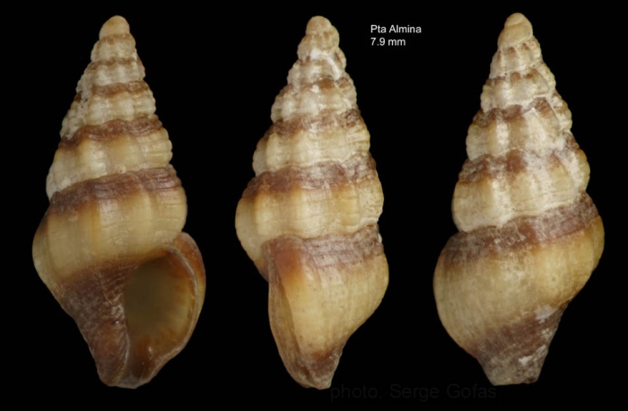Chauvetia taeniata Gofas & Oliver, 2010Holotype (live-taken specimen) from off Punta Almina, Ceuta, Strait of Gibraltar (35º54.1'N, 05º16.5'W, 25-40 m), actual size 7.9 mm