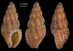Chauvetia maroccana Gofas & Oliver, 2010Holotype (live-taken specimen) from El Jadida, Morocco (33º15.1'N, 08º29.7'W, intertidal), actual size 4.2 mm