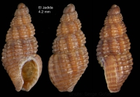 Chauvetia maroccana Gofas & Oliver, 2010Holotype (live-taken specimen) from El Jadida, Morocco (3315.1'N, 0829.7'W, intertidal), actual size 4.2 mm