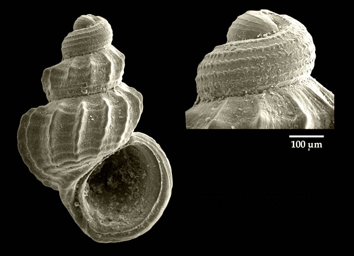Manzonia alexandrei Gofas, 2010Specimen from the Strait of Gibraltar, actual size 1.5 mm Manzonia alexandrei Gofas, 2010Specimen from the Strait of Gibraltar, actual size 1.5 mm