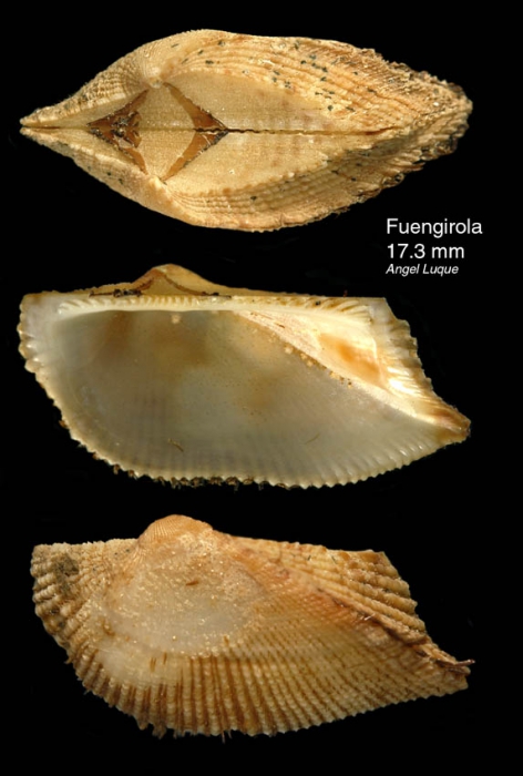 Arca tetragona Poli, 1795Specimen from Fuengirola, S. Spain (actual size 17.3 mm) Arca tetragona Poli, 1795Specimen from Fuengirola, S. Spain (actual size 17.3 mm)