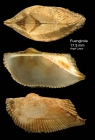 Arca tetragona Poli, 1795Specimen from Fuengirola, S. Spain (actual size 17.3 mm)