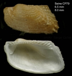 Asperarca nodulosa (Müller, 1776)Specimen and inside of right valve from Seine seamount, 33°49'N - 14°23'W, 242-260 m,  'Seamount 1' CP79 (actual size 6.5 and 8 mm)