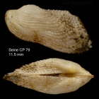 Asperarca nodulosa (Mler, 1776)Specimen from Seine seamount, 3349'N - 1423'W, 242-260 m,  'Seamount 1' CP79 (actual size 11.5 mm)