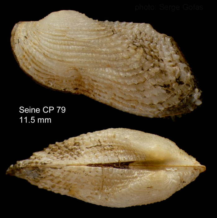 Asperarca nodulosa (Mller, 1776)Specimen from Seine seamount, 3349'N - 1423'W, 242-260 m,  'Seamount 1' CP79 (actual size 11.5 mm)