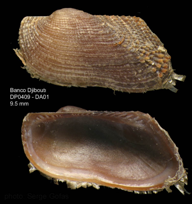 Asperarca nodulosa (M�ller, 1776)Specimen from Djibouti banks, Alboran Sea (actual size 9.5 mm)
