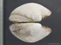 Mollusca (molluscs)