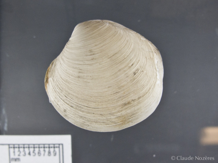 Thyasira equalis-3 Thyasira equalis-3