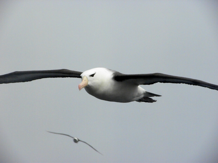 Black browed Albatross on South Atlantic Ocean
