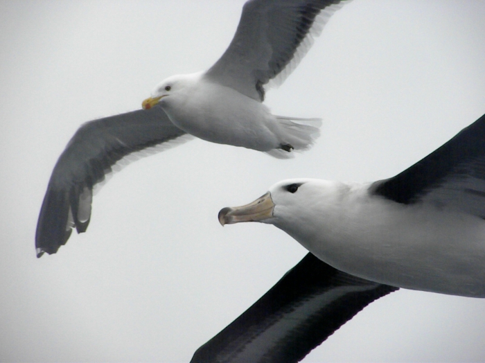 Young Black-browed Albatross and Kelp Gull, South Atlantic Ocean