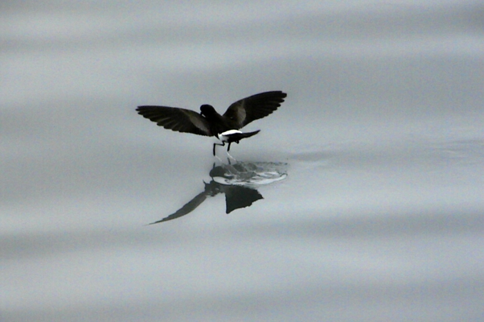 Wilson's Storm Petrel on South Shetland Is. Wilson's Storm Petrel on South Shetland Is.