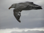 Northern Giant Petrel at Argentine continental shelf