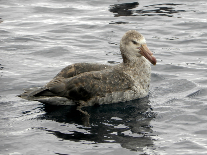 Northern Giant Petrel waiting refuse Northern Giant Petrel waiting refuse