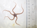 Ophiuroidea (brittle stars)