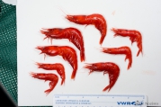 Acanthephyra - scarlet shrimps, author: Nozres, Claude
