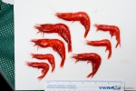 Acanthephyra - scarlet shrimps