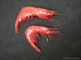 Acanthephyra - pair of scarlet shrimps, author: Nozres, Claude