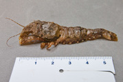 Sclerocrangon boreas - scampi or sculptured shrimp, author: Nozres, Claude