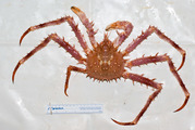 Lithodes maja - northern stone crab, author: Nozères, Claude
