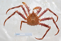 Lithodes maja - northern stone crab