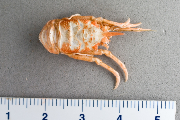 Munidopsis curvirostra - galatheid crab