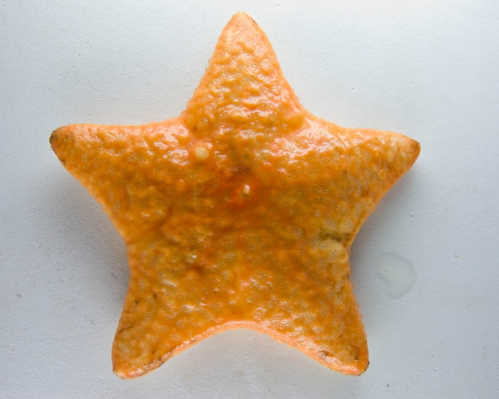 Poraniomorpha hispida - sea star