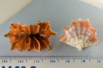 Flabellum alabastrum - cup coral, author: Noz�res, Claude