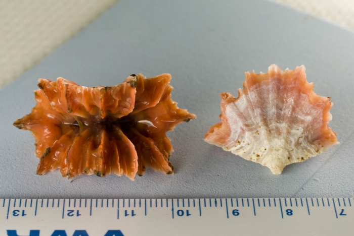 Flabellum alabastrum - cup coral Flabellum alabastrum - cup coral