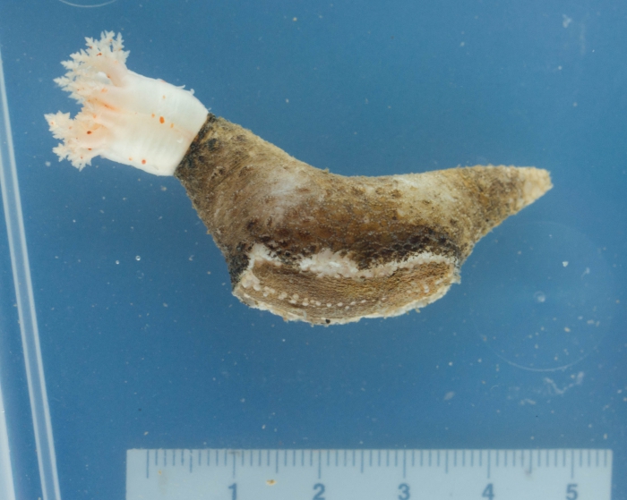 Psolus phantapus - brown psolus sea cucumber Psolus phantapus - brown psolus sea cucumber