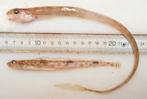 Two eelblennies (Lumpenidae)