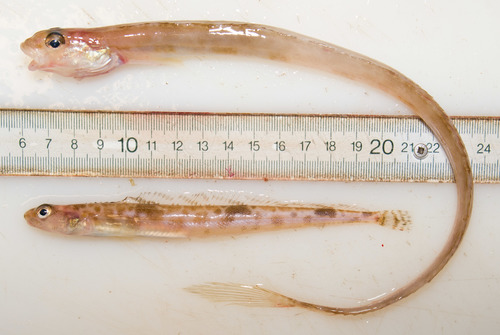 Two eelblennies (Stichaeidae)